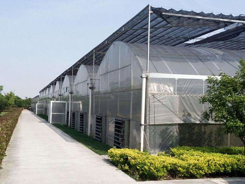 玻璃温室大棚采用立柱无土栽培法的要点